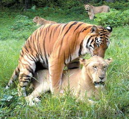 少见的动物乱搞 老虎和狮子 