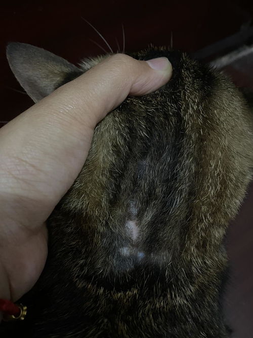 猫湿性传腹 猫外伤 猫癣我的治疗方法 