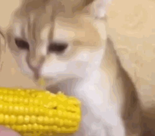 猫咪偷吃玉米逮到连咬带舔,萌我一脸血 网友 这是挨过饿的猫