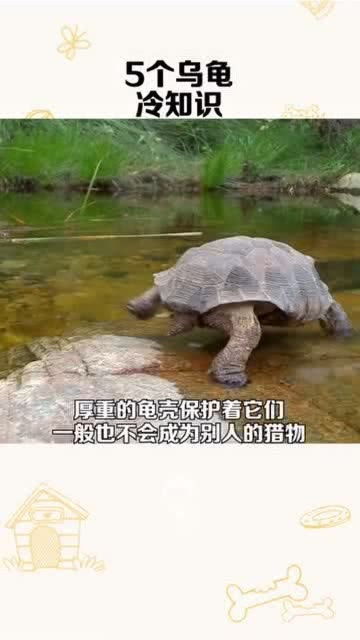 关于乌龟的冷知识(关于乌龟的科学知识)
