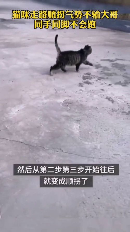 一只走路顺拐的猫咪成了 网红 ,网友 像极了军训时候的我们 