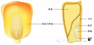 每个完整的玉米粒都有胚 胚乳和种皮 图片欣赏中心 急不急图文 Jpjww Com