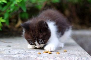 猫多大可以吃幼猫粮了 