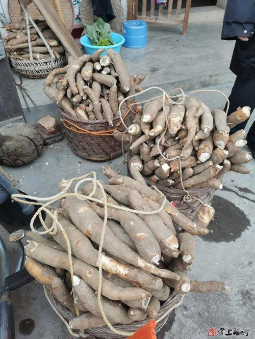 产值800多万 银江年产木薯约2950吨 还记得洲瑞有多个木薯基地吗