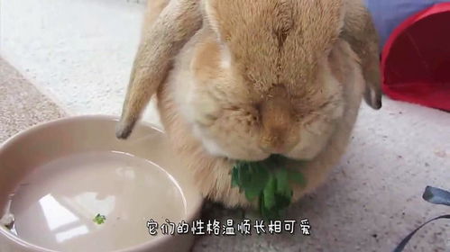 兔子不能喝水是真的吗 这里可以告诉你一切