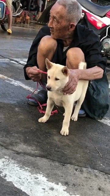 广西桂林的狗市上,一个老人家卖他的小白狗这是一只比较纯的田园犬大叉耳,卷尾,有一点金钱尾的意思 
