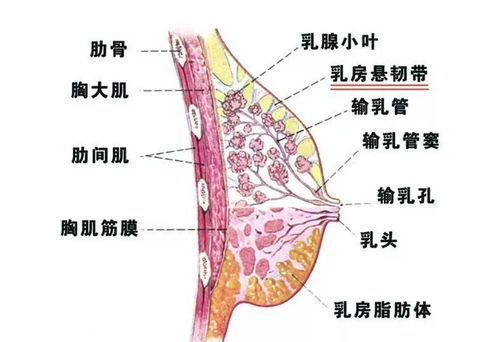 是原傷口腋下內窺鏡取還是乳暈處,如果假體隆胸取出后能徹底把皮膜完全剝離掉嗎?