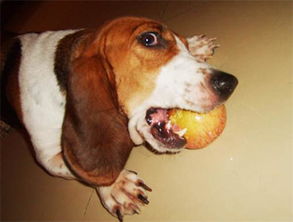 狗能吃苹果吗,4个月狗狗一次可以吃多少苹果？