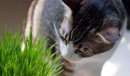 猫主子吃草大揭秘 又是一条曲折的心路历程啊