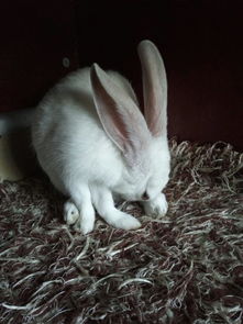 我家兔子什么品种的 身上有黑色的杂毛,眼睛黑色的,耳朵不充血时是灰色的,充血时是浅棕色的 