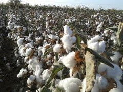 华农16棉花种子：革命性的种植体验和丰收的希望