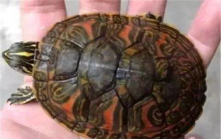 火焰龟吃什么 火焰龟如何养才能红 