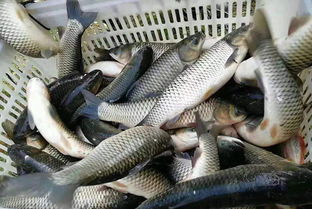 草鱼的家常做法,草鱼是一种常见的淡水鱼