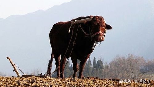 放牛郎上山放牛,牛跑丢了,一个月后老牛含泪回家 找你好辛苦