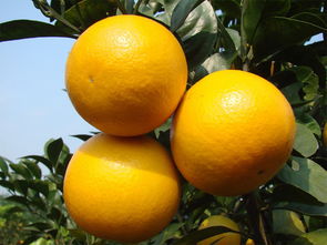 红江橙是哪里的特产,绿橙成熟时间