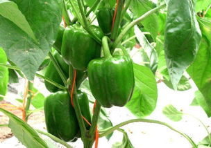 宁化牛角椒种植技术,牛角椒种植牛角菱怎么种植