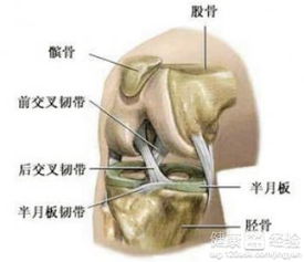 右膝盖诊断为半月板损伤怎么办啊