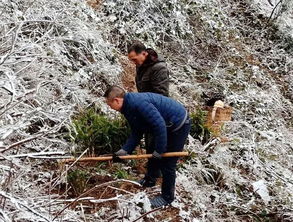 节后上班第一天,桐梓书记县长带队上山