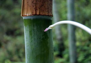 米竹泡水里能活吗 米竹可以一直泡水养殖吗