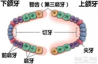 智齿冠周炎怎么止疼