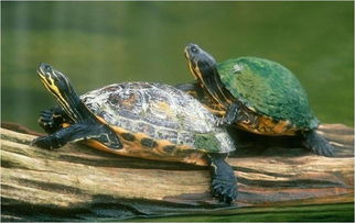 为什么乌龟在水里爪子会腐烂？