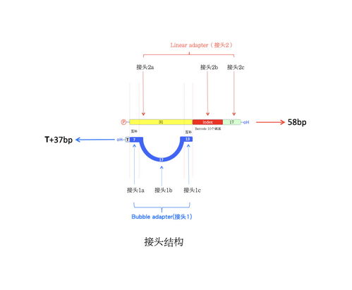 BGISEQ-1000和BGISEQ-100在原理和应用上有什么差异