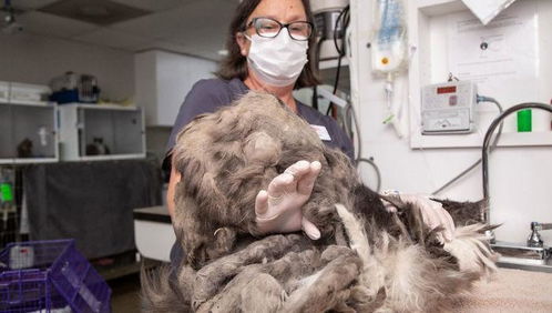 流浪猫行动 美国人道主义协会救助一只大毛团子,剪下整整2斤毛