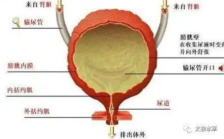 膀胱结核 膀胱肿硬 膀胱虚冷,中医能治疗