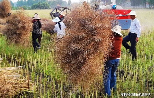 油菜籽机械收割好还是人工收割好(收割油菜籽的机器)