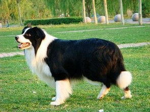 世界最珍贵牧羊犬 伊斯特拉牧羊犬,独特气质完胜德牧