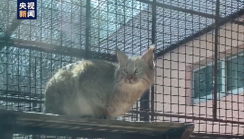 国内唯一圈养荒漠猫在青海西宁展出
