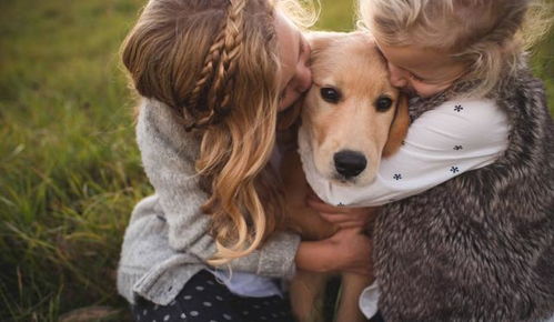 在秋季,狗狗最容易得这6种病,要多加留意
