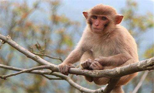 属猴人2021年,生肖猴有3大喜来临,属猴人看看什么喜