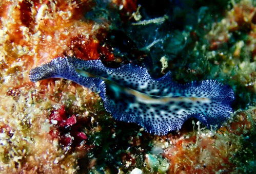 海扁虫,多彩又神秘的海生物 