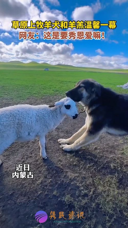 草原上牧羊犬和羊羔温馨一幕网友 这是要秀恩爱嘛 