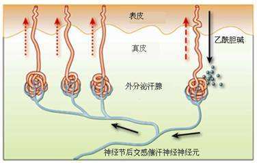 阴囊为什么会潮湿 从机制上告诉您答案 