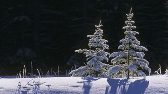 满眼冰雪,勾起无限相思 