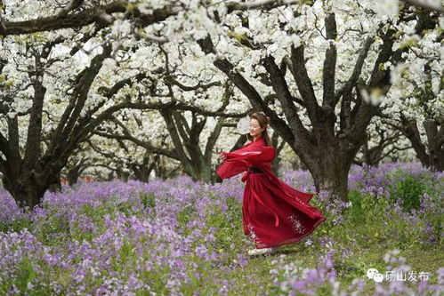 梦里又见梨花开