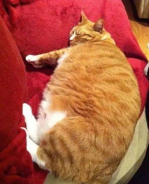 都说十个橘猫九个胖,为什么橘猫会这么胖呢