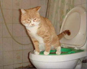 公猫漏尿的原因,猫咪漏尿是怎么回事