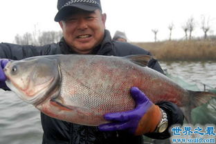 中国四大家鱼,青鱼 草鱼 鲢鱼 鳙鱼 没有鲤鱼 2 