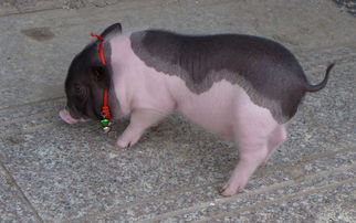 名叫 花卷 的宠物猪