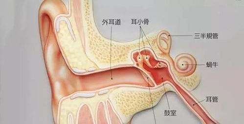 冷知识 吃耳屎会哑巴是真的吗