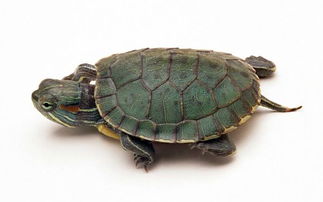 这四只小乌龟的品种是什么 不确定是巴西龟,没有看到眼后红 