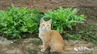 分享 猫咪与植物的美好时光 