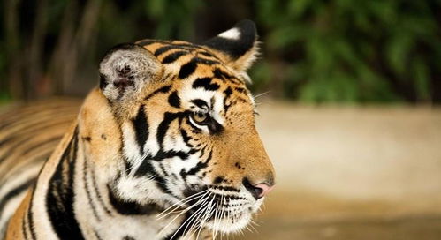 7大猫科动物实力排行榜 除狮虎豹之外,就属它们最厉害