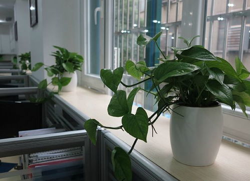 办公室放什么绿植好养？