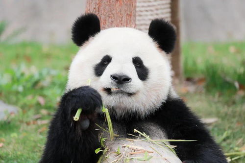 活久见 大熊猫也会 拳击运动