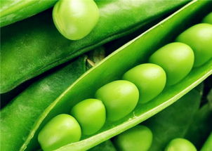 豌豆什么时候播种,豌豆蚕豆种植最佳时间？