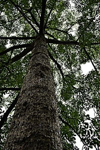 木棉树的特点描写,木棉树是一种独特的植物，其特点鲜明且引人注目